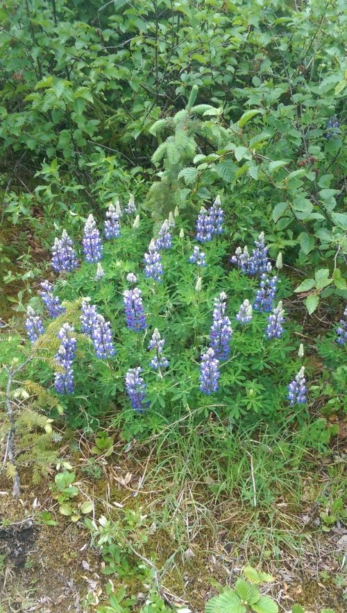 A cluster of purple and white lupine flowers surrounded by green foliage in a natural setting.
