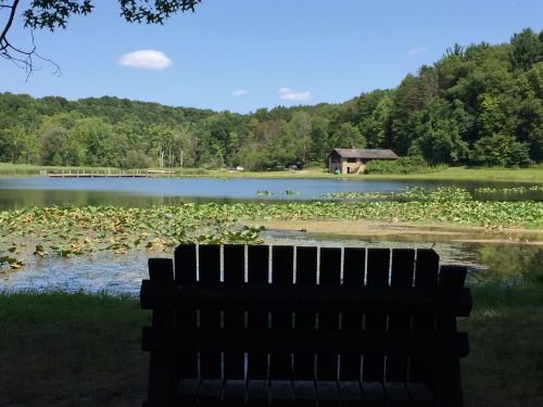 A serene lake view framed by trees, with a wooden bench in the foreground and a cabin in the background.