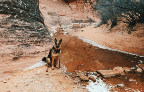 A dog sits by a shallow stream in a rocky, desert landscape with reddish-brown soil and sparse vegetation.