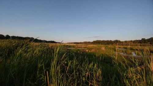 A serene wetland landscape with tall grasses and a clear blue sky, reflecting a peaceful natural environment.