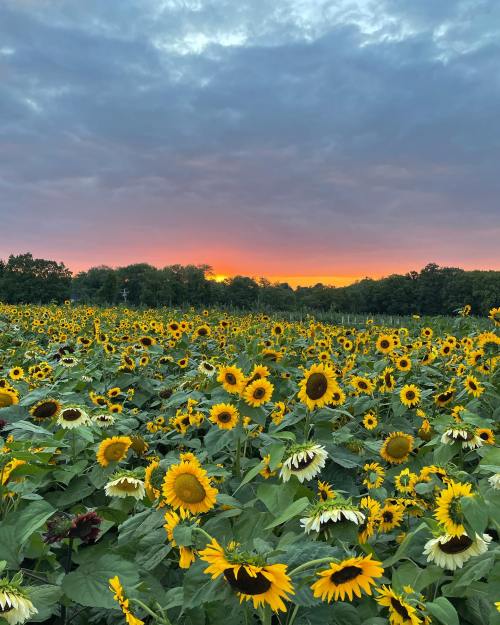 A vibrant field of sunflowers under a colorful sunset with dramatic clouds in the sky.