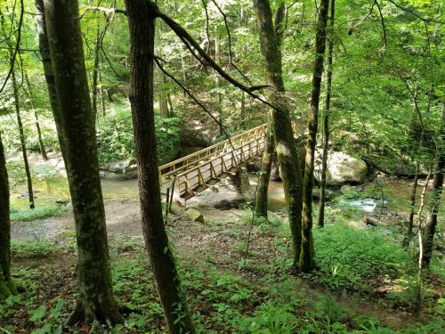 A wooden bridge spans a small stream, surrounded by lush green trees and foliage in a serene forest setting.