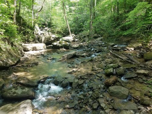 A serene forest stream flows over rocks, surrounded by lush green trees and foliage.