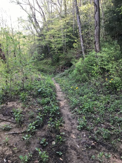 A narrow dirt path winds through a lush green forest with trees and underbrush on either side.