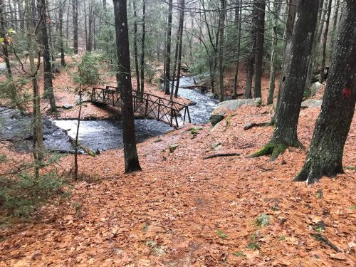 A serene forest scene with a wooden bridge over a stream, surrounded by trees and fallen orange leaves.