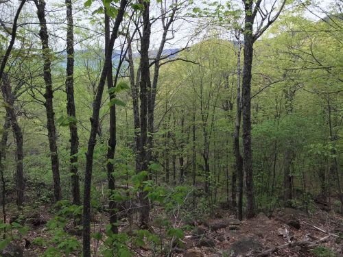 Lush green forest with tall trees and new leaves, set against a backdrop of distant mountains under a cloudy sky.