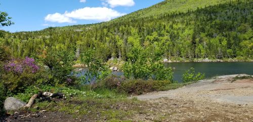 A serene landscape featuring a calm lake surrounded by lush green trees and colorful flowers under a blue sky.