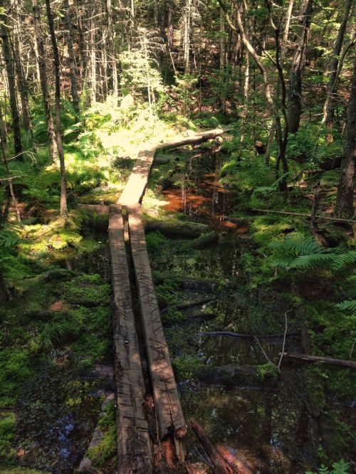 A wooden path crosses a lush, green forest with ferns and a small, reflective water body beneath.