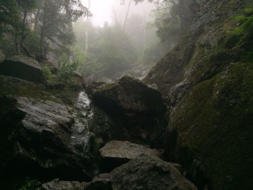 A misty forest scene with large rocks and greenery, creating a serene and mysterious atmosphere.