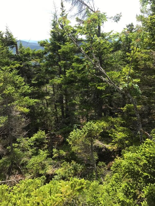 Lush green forest with dense trees and foliage under bright sunlight.