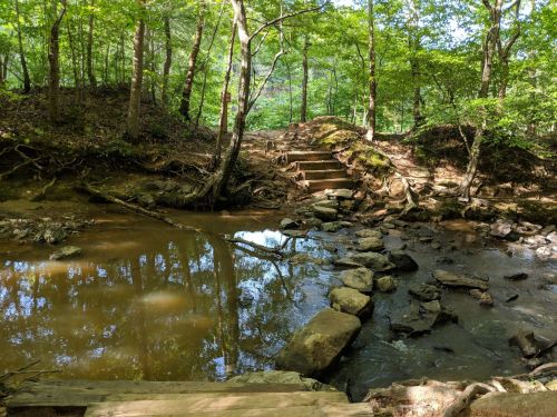 A serene forest scene with a small stream, rocky path, and wooden steps surrounded by lush greenery.