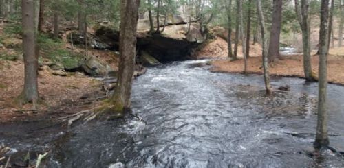 A serene forest scene featuring a flowing stream surrounded by trees and rocky outcrops.