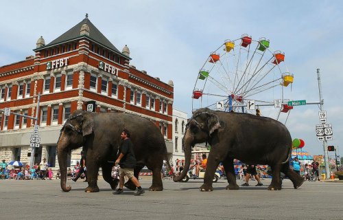 Two elephants walk down a street during a parade, with a ferris wheel and a historic building in the background.