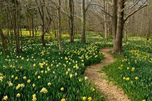 A winding path through a vibrant field of yellow and white daffodils surrounded by bare trees.