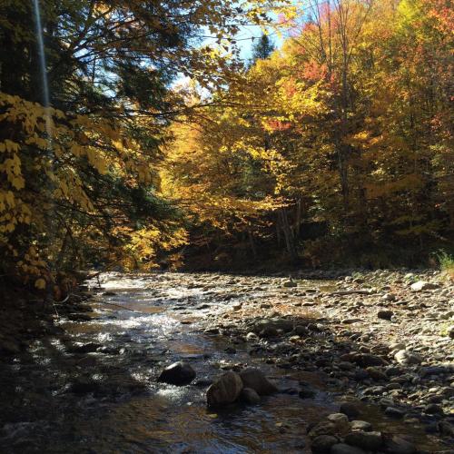 A serene river flows through a vibrant autumn forest with colorful leaves and sunlight filtering through the trees.