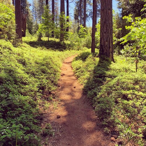 A sunlit forest path winding through lush greenery and tall trees, inviting exploration.