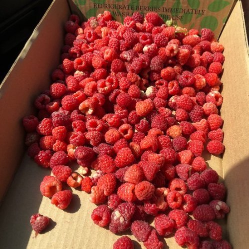 A cardboard box filled with fresh, vibrant red raspberries.