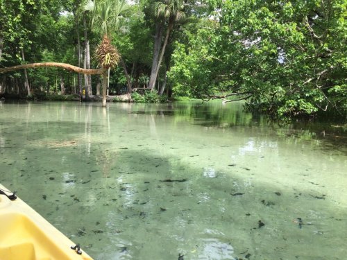 A serene waterway surrounded by lush greenery, with clear water reflecting the trees and a kayak in the foreground.