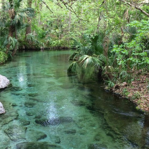 A serene, clear stream flows through a lush green forest, surrounded by palm trees and rocky banks.