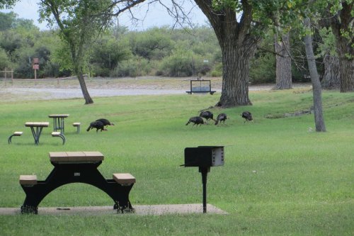 A grassy park with picnic tables and a grill, featuring several wild turkeys foraging nearby under trees.
