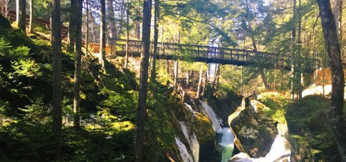 A serene forest scene featuring a wooden bridge over a flowing stream surrounded by lush greenery and rocky terrain.