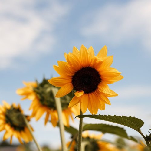 A close-up of a vibrant sunflower against a blue sky, surrounded by other sunflowers in the background.