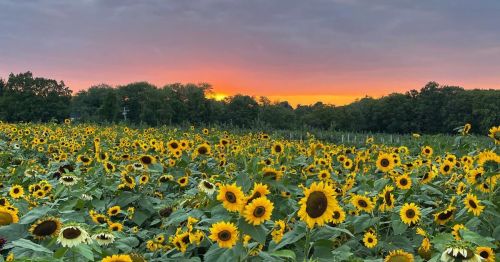 A vibrant field of sunflowers under a colorful sunset with a cloudy sky in the background.