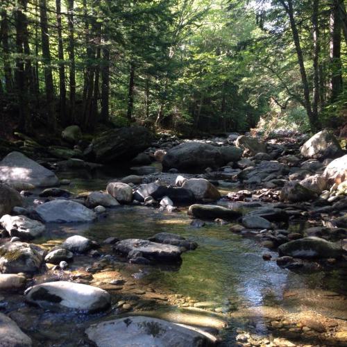 A serene forest stream flows over smooth rocks, surrounded by lush greenery and tall trees.