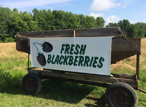 A wooden cart in a field displays a sign that reads "Fresh Blackberries" with berry illustrations.