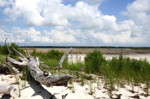 A serene beach scene featuring driftwood, lush grass, and a cloudy sky over a calm waterway.