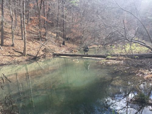 A serene forest scene with a calm pond, surrounded by trees and a fallen log across the water.