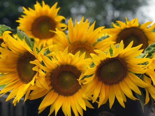 A vibrant arrangement of sunflowers with bright yellow petals and dark centers, set against a blurred green background.