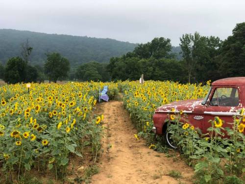 A vintage red truck parked beside a path through a field of vibrant sunflowers under a cloudy sky.