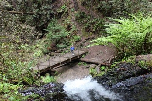A person stands on a wooden bridge over a stream in a lush, green forest with ferns and trees surrounding them.