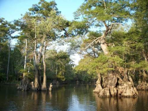 A serene swamp scene featuring cypress trees reflected in calm water under a clear blue sky.
