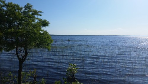A serene lake view with tall grasses, a tree on the shore, and a clear blue sky.