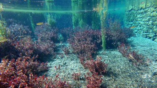 Underwater scene featuring vibrant red and green aquatic plants with stone pillars in a clear blue environment.