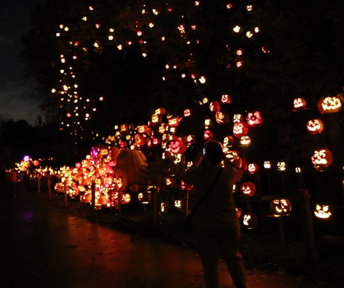 A person takes a photo of a path lined with glowing jack-o'-lanterns in a dark, festive setting.
