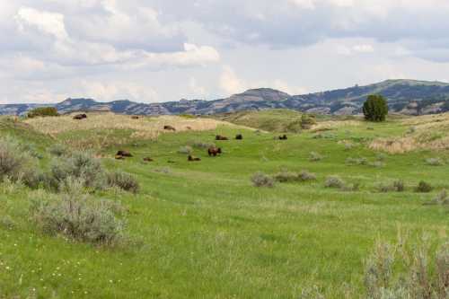 A scenic landscape featuring rolling green hills and a herd of bison grazing under a cloudy sky.