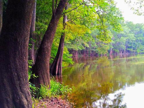 Lush green trees line a calm lake, reflecting the vibrant foliage in the water.