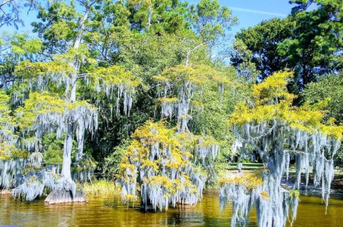 Lush trees draped in Spanish moss beside a calm, reflective waterway under a clear blue sky.