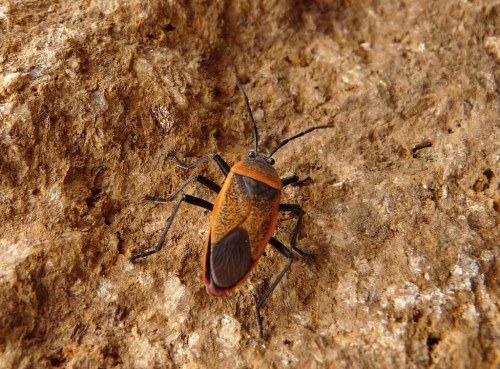 Close-up of an orange and black insect on a textured brown surface.