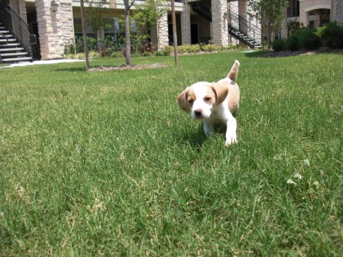 A small, playful puppy walks through a lush green lawn in a sunny outdoor setting.