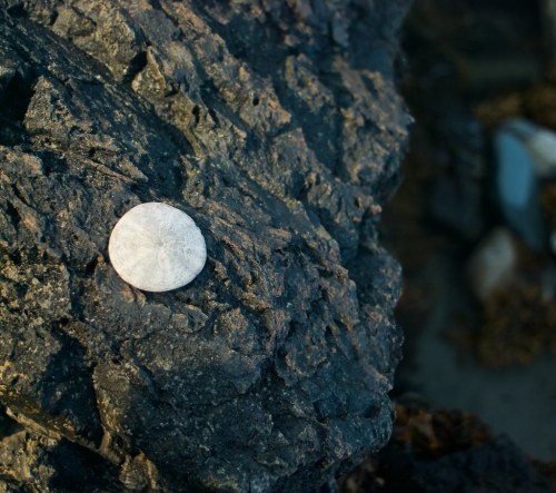 A smooth, round shell resting on a dark, textured rock by the shore.