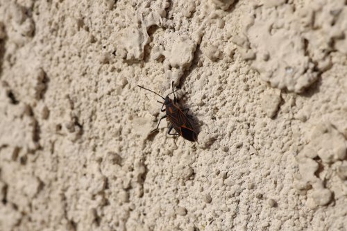 A black and orange bug crawling on a textured beige wall.