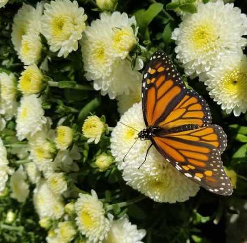 A vibrant orange and black butterfly perched on white flowers, surrounded by lush green foliage.