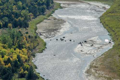 Aerial view of a river with shallow banks, surrounded by trees, and a herd of bison grazing nearby.