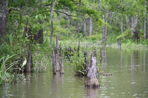 A serene swamp scene with water, cypress stumps, and lush greenery reflecting a tranquil natural environment.