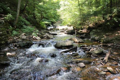 A serene stream flows over rocks, surrounded by lush green trees in a peaceful forest setting.