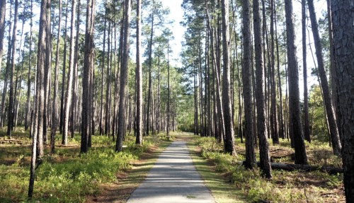 A serene pathway through a tall pine forest, surrounded by lush greenery and dappled sunlight.